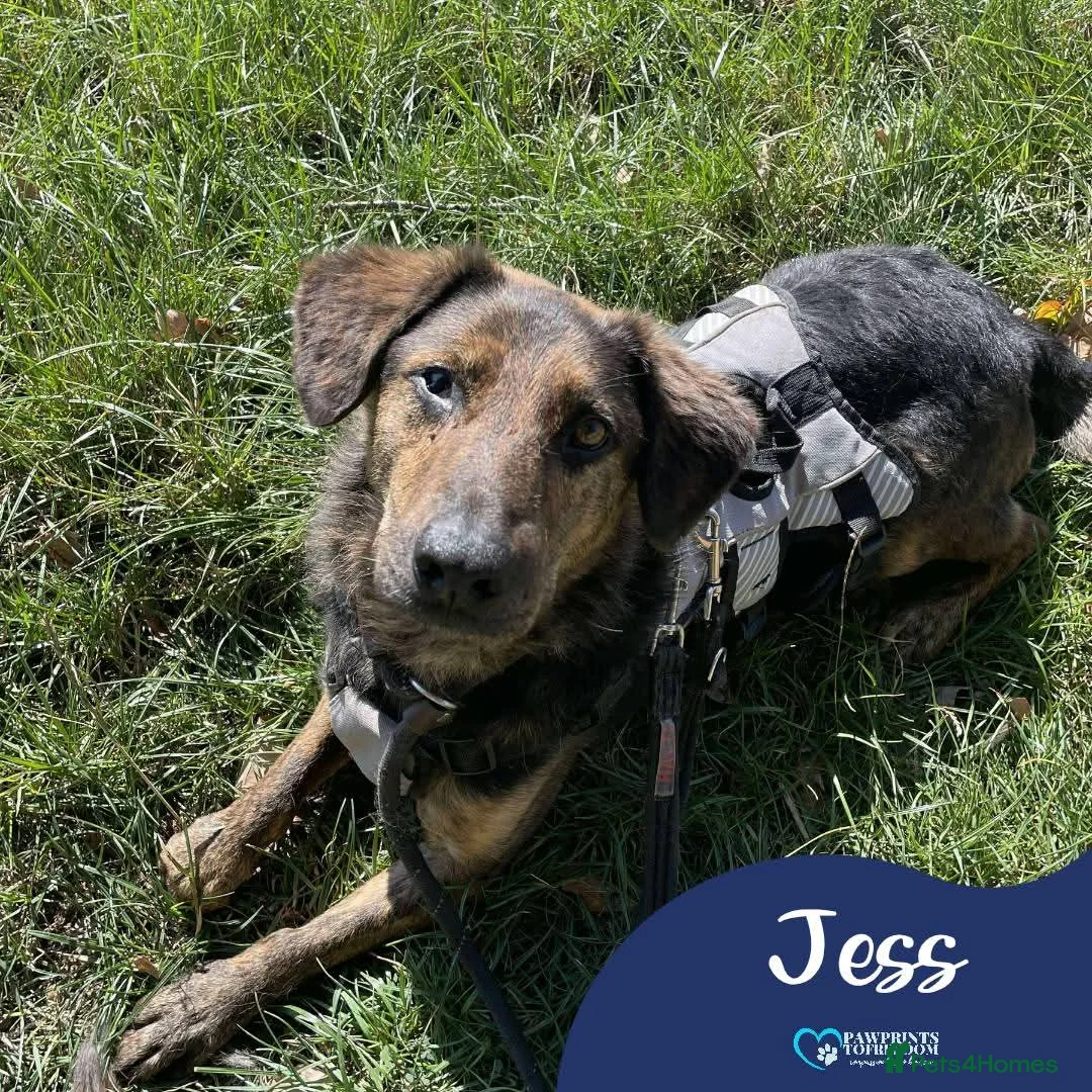 Mixed Breed dogs for adoption: Meet Jess, currently residing in Essex in Nantwich - Advert 1