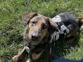 Mixed Breed dogs Meet Jess, currently residing in Essex in Nantwich - Advert 20