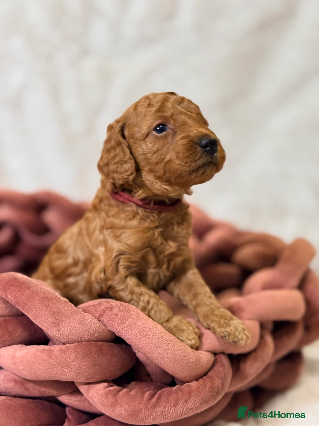 Toy Poodle dogs for sale: ❤️ Exceptional Asian Red Toy Poodle Puppies ❤️ - Advert 6
