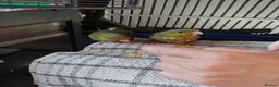 Budgerigars birds for sale: Linnies not budgies  hand reared  - Advert 5