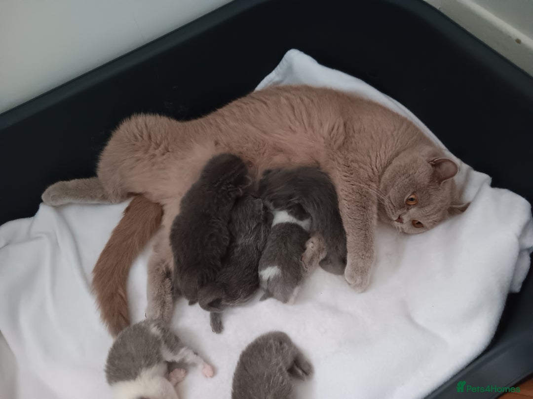 British Shorthair cats for sale: British shorthairs from  champion  line's  - Image 6