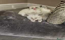Ragdoll cats for sale: Ragdoll kittens  - Image 26