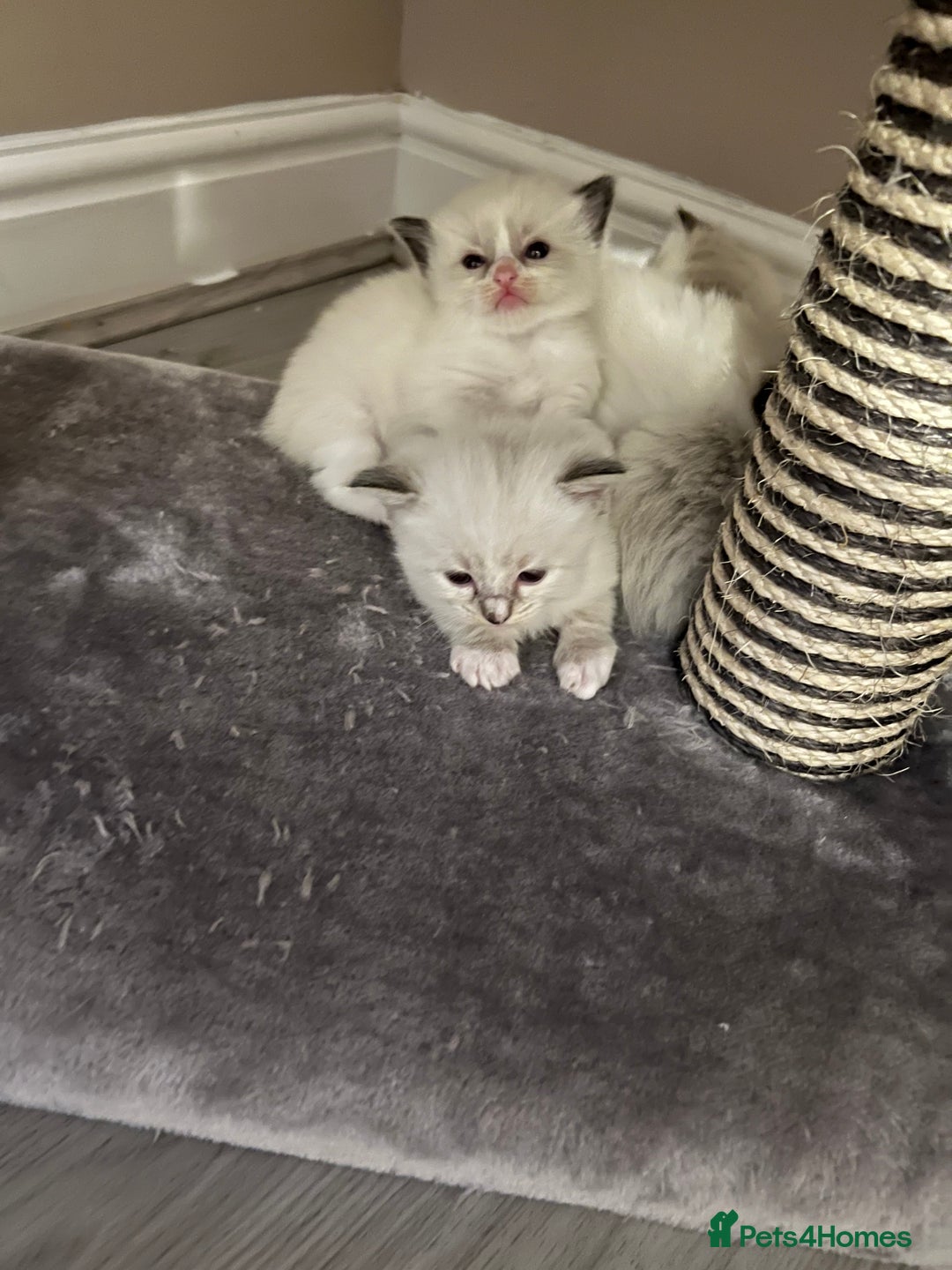 Ragdoll cats for sale: Ragdoll kittens  - Image 26