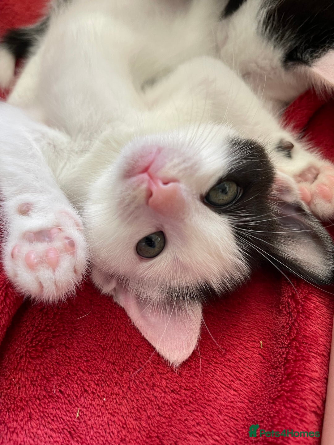 Mixed Breed cats for sale: 5 Beautiful kittens are available  - Image 1