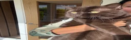 British Shorthair cats for sale: 🐾 British shorthair kitten for sale 🐾 - Advert 13