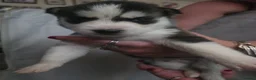 Siberian Husky dogs for sale: 9 siberian husky puppies in Manchester - Advert 8
