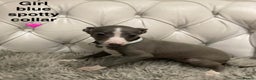 Mixed Breed dogs for sale: Italian greyhound  - Advert 17
