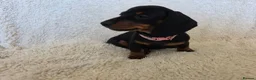 Dachshund dogs for sale: Six beautiful miniature smooth haired dachshunds - Advert 10