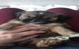 Lhasa Apso dogs for sale: Lhasa Apso  - Image 4