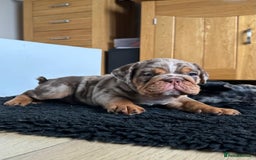 English Bulldog dogs for sale: Amazing litter of English bulldogs - Image 3