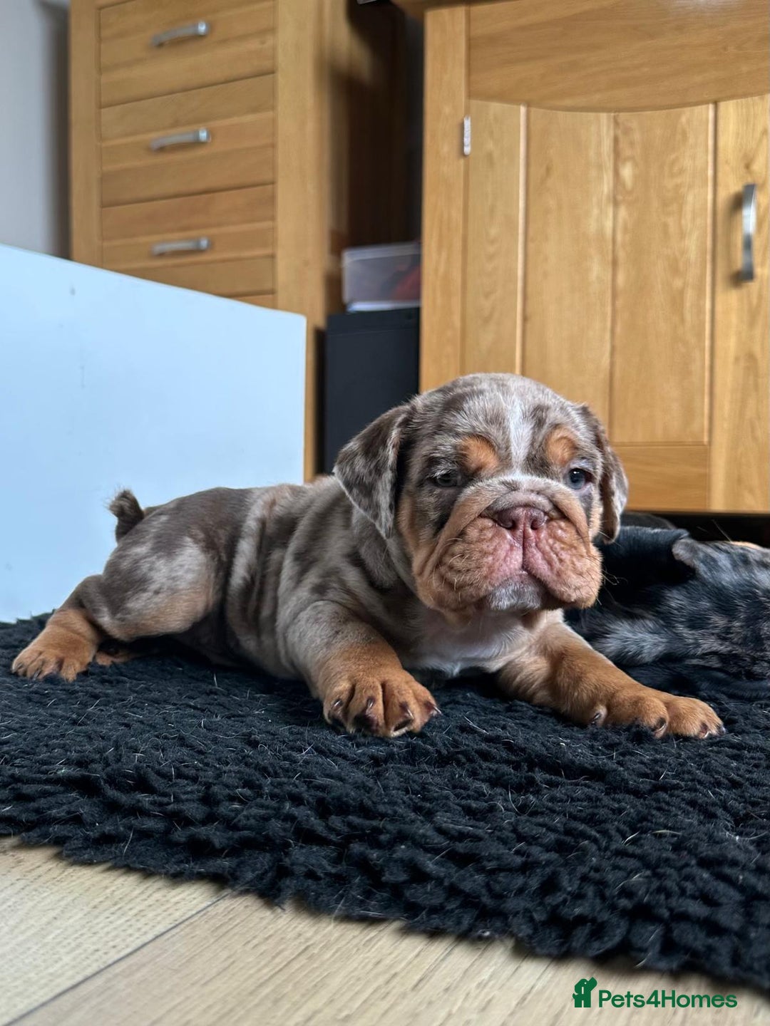 English Bulldog dogs for sale: Amazing litter of English bulldogs - Image 3