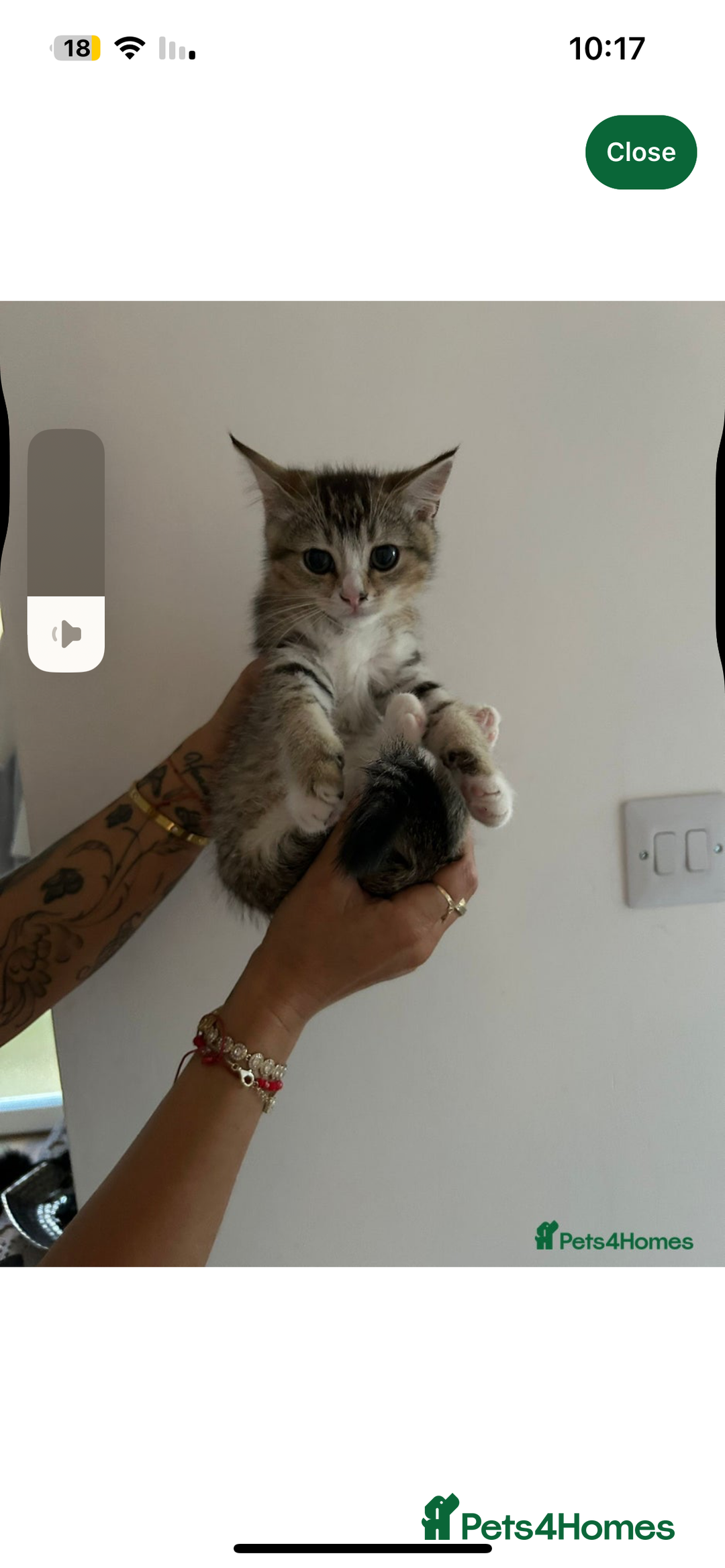 American Wirehair cats for sale: Cute Kitten Looking for a Loving Home 🥀🦋🐾 - Image 3