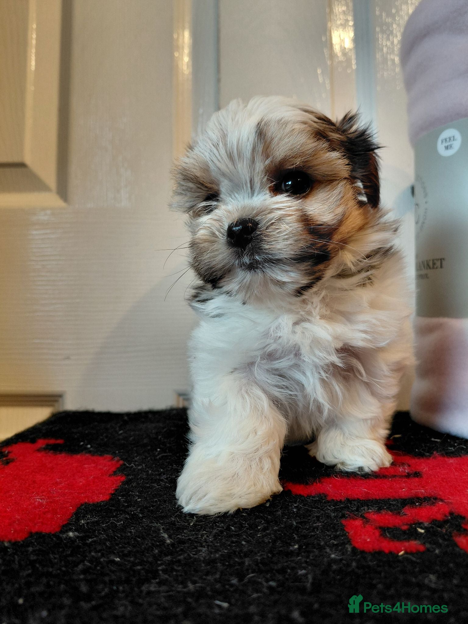 Biewer Terrier dogs Stunning Biewer Terrier puppies-Well-Trained  - Advert 3