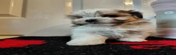 Biewer Terrier dogs for sale: Stunning Biewer Terrier puppies-Well-Trained  - Advert 1