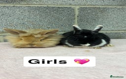 Mini Lop rabbits for sale: Mixed Mini Lops bunnies  - Advert 2