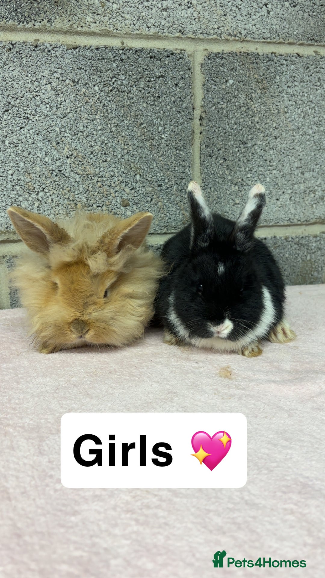 Mini Lop rabbits for sale: Mixed Mini Lops bunnies  - Advert 2