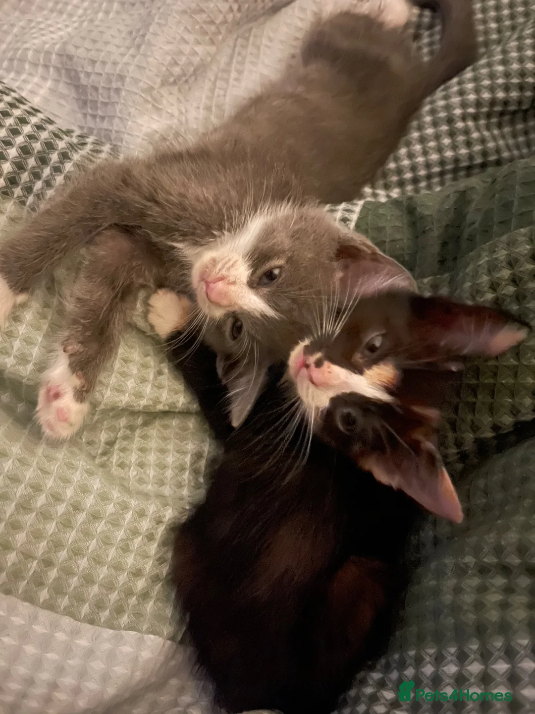Mixed Breed cats for sale: 2 grey and white boys 2 torte girls  - Advert 14