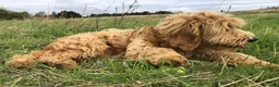Goldendoodle dogs for sale: Phoebe F1 Miniature Goldendoodle - Advert 17