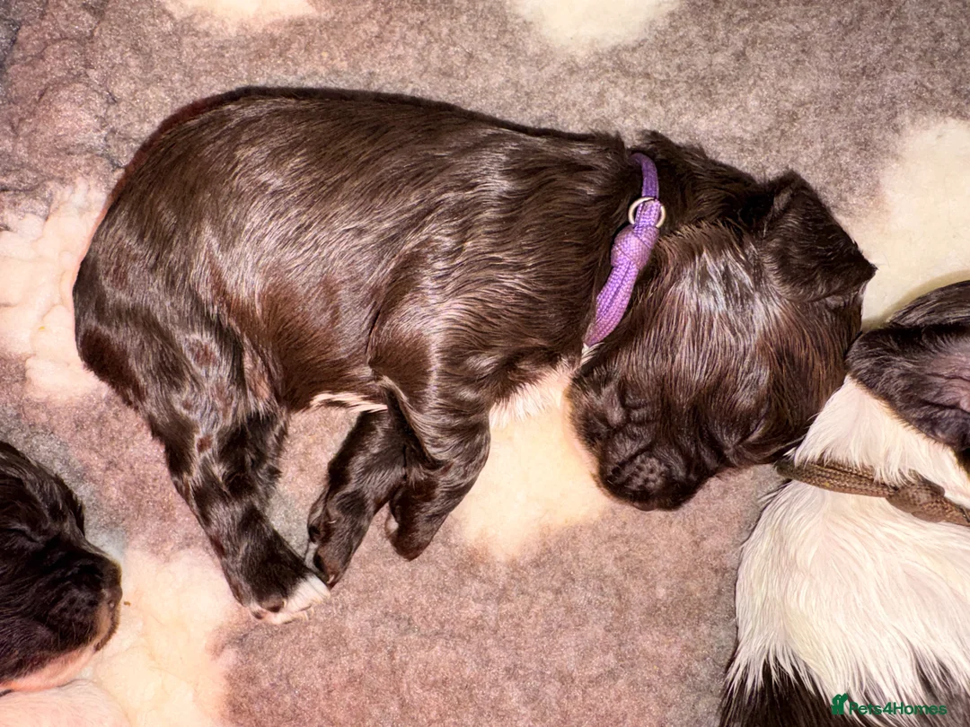 Cocker Spaniel dogs for sale: RKC Working Cocker Spaniel Litter in Darlington - Advert 38