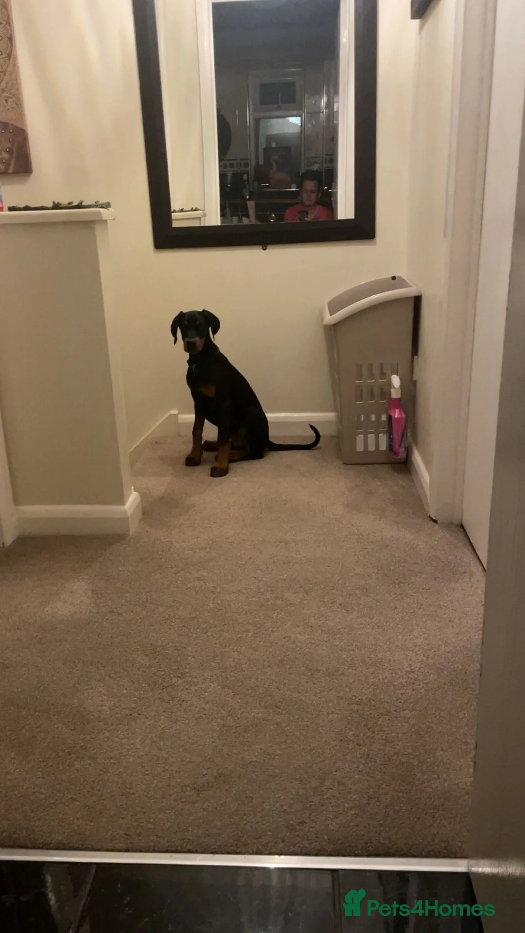 Dobermann dogs for sale: Doberman puppy  - Advert 3
