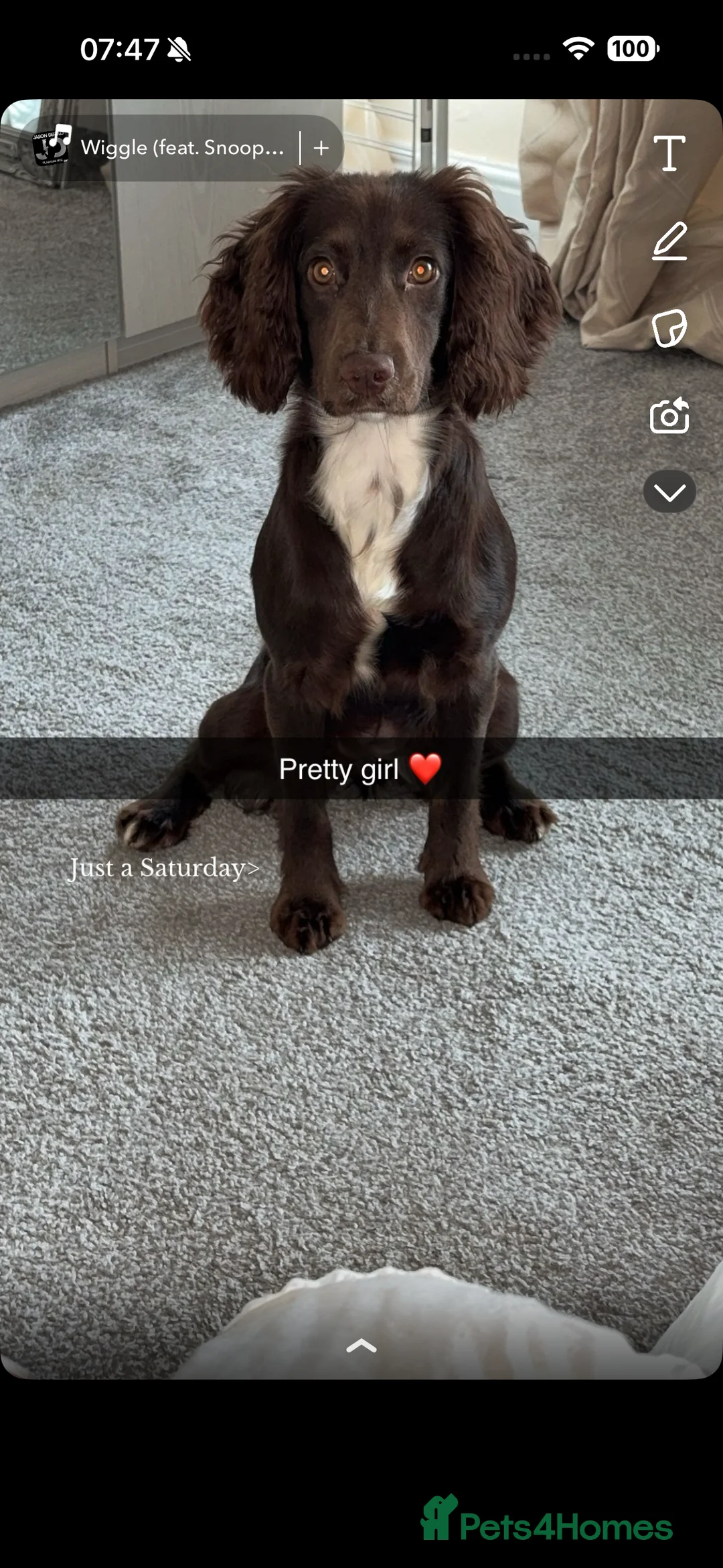 Cocker Spaniel dogs for sale: 7 month old female cocker spaniel  - Advert 1