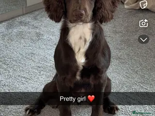 Cocker Spaniel dogs 8 month old female cocker spaniel in Cwmbran - Advert 5