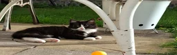Mixed Breed cats for sale: Two kittens  - Advert 3
