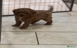Cavapoo dogs for sale: Cute Cavapoo Male  - Image 5