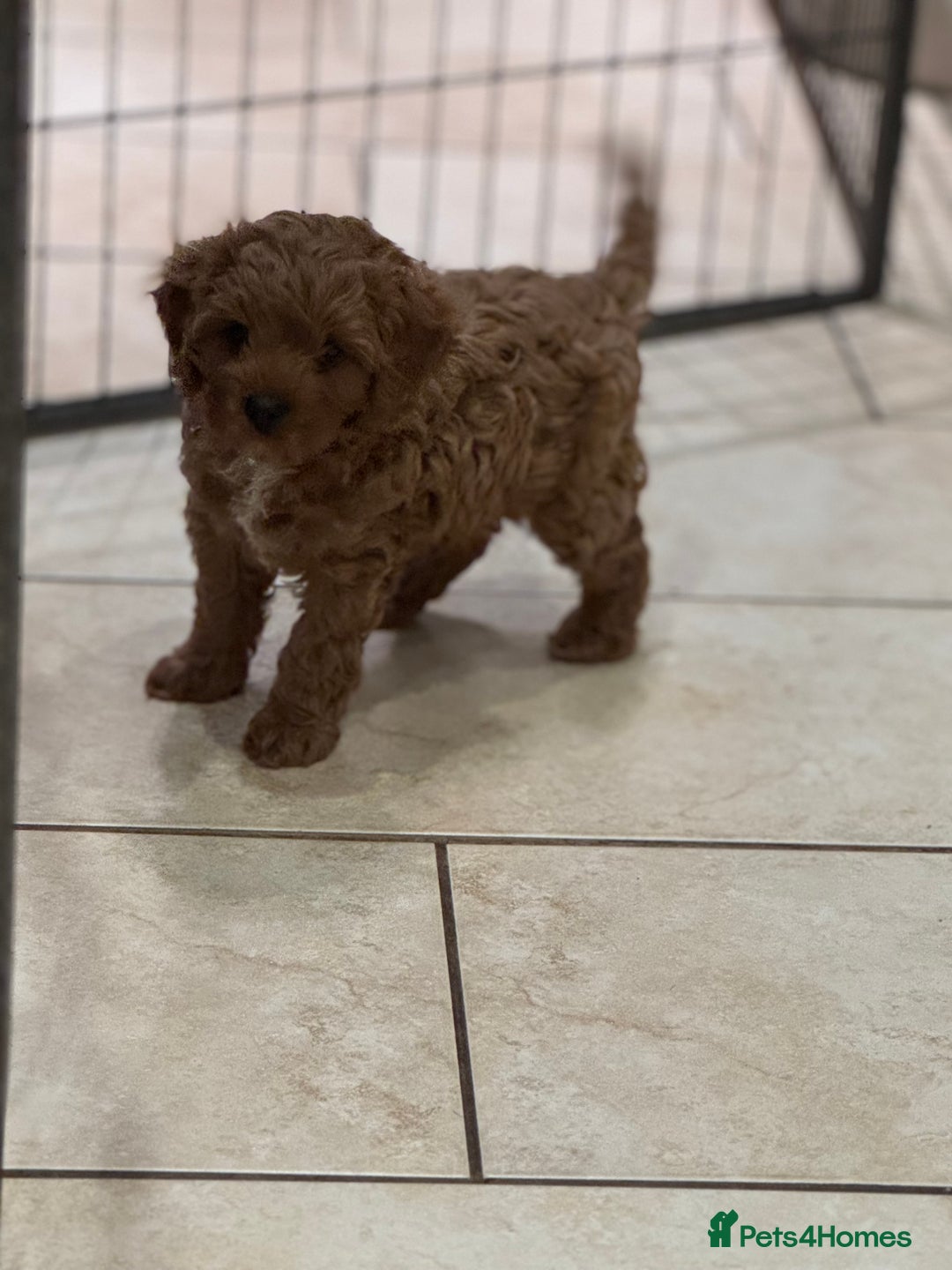 Cavapoo dogs for sale: Cute Cavapoo Male  - Image 5