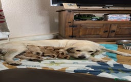 Golden Retriever dogs for sale: 6 beautiful golden retriever puppies for sale - Image 3