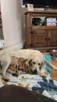 Golden Retriever dogs 6 beautiful golden retriever puppies for sale - Advert 3