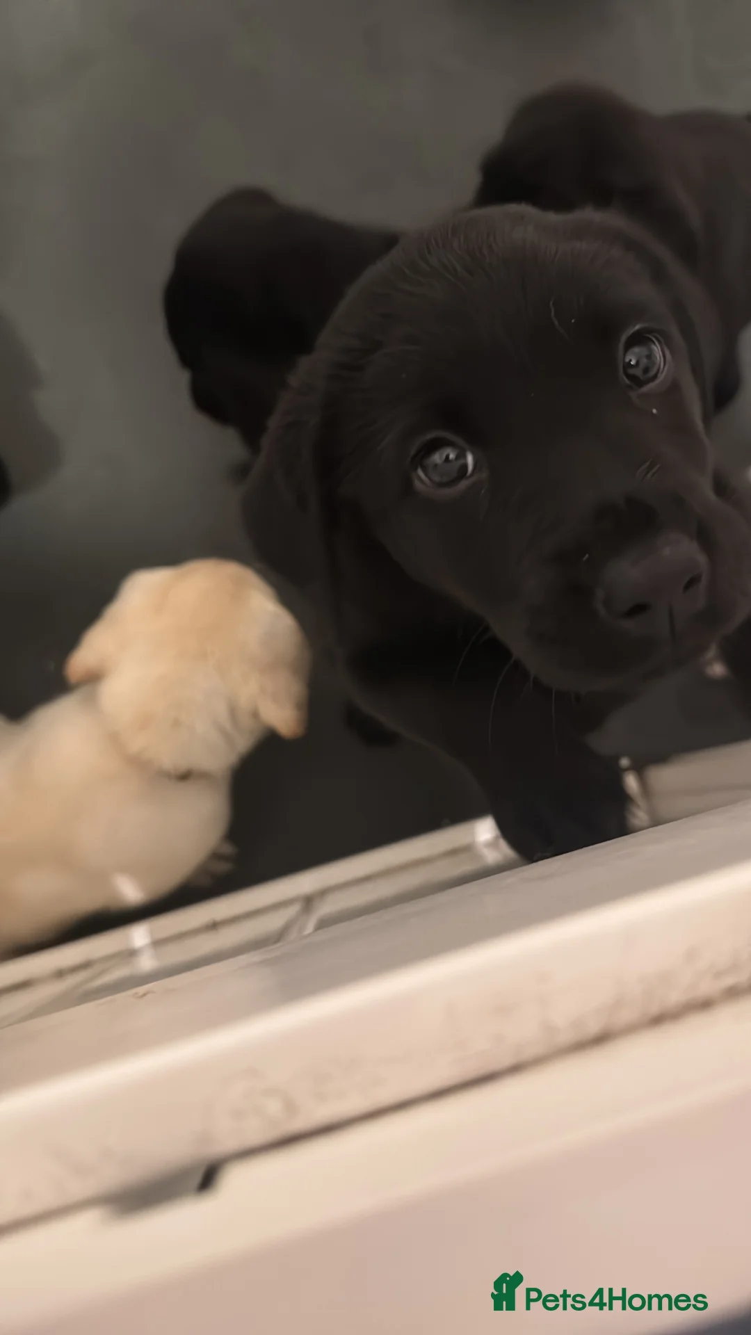 Labrador Retriever dogs for sale: 3 black females remaining – Labrador Retrievers - Advert 2