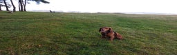 Cocker Spaniel dogs for stud: Kc registered, Pedigree stud. in Gloucester - Advert 14