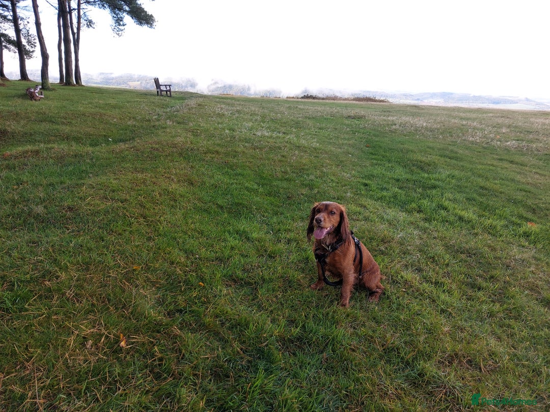 Cocker Spaniel dogs for stud: Pedigree stud   in Gloucester - Image 13