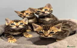 Bengal cats for sale: READY NOW beautiful Bengal Girl kittens TICA reg - Advert 25