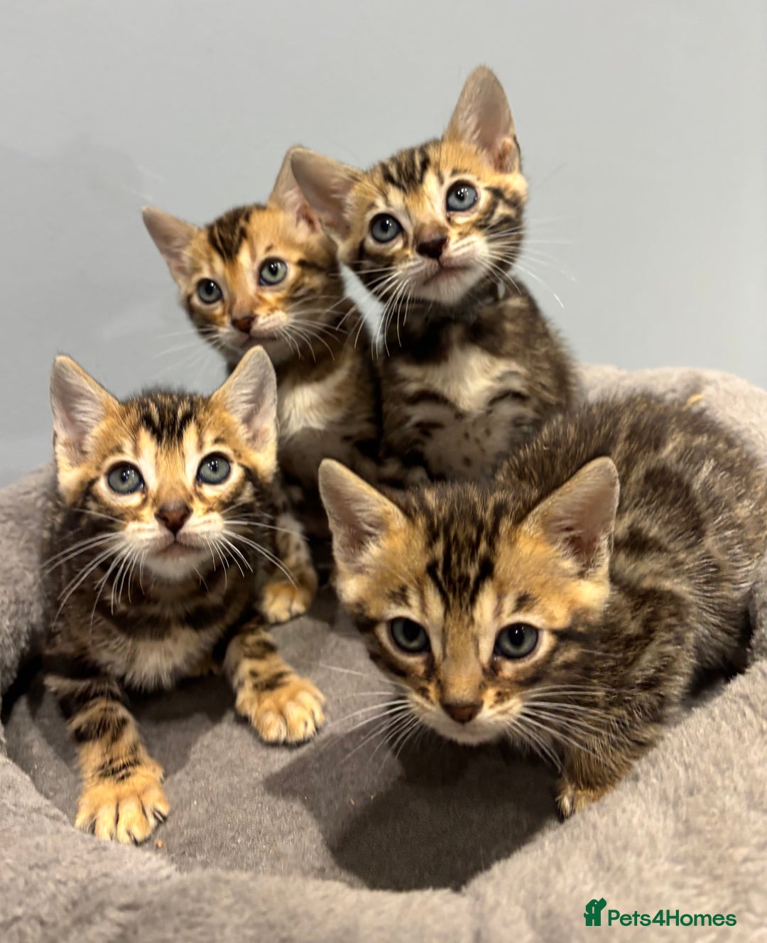 Bengal cats for sale: READY NOW beautiful Bengal Girl kittens TICA reg - Advert 25