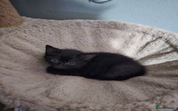 Mixed Breed cats for sale: Mixed kittens ready for their new home - Image 7