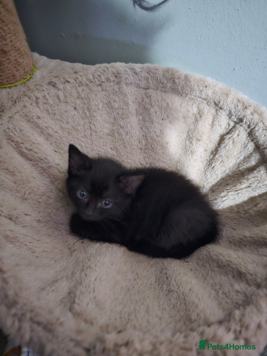 Mixed Breed cats for sale: Mixed kittens ready for their new home - Image 7