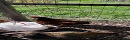 Chickens poultry for sale: Rhode Island Red hen for sale - Advert 3