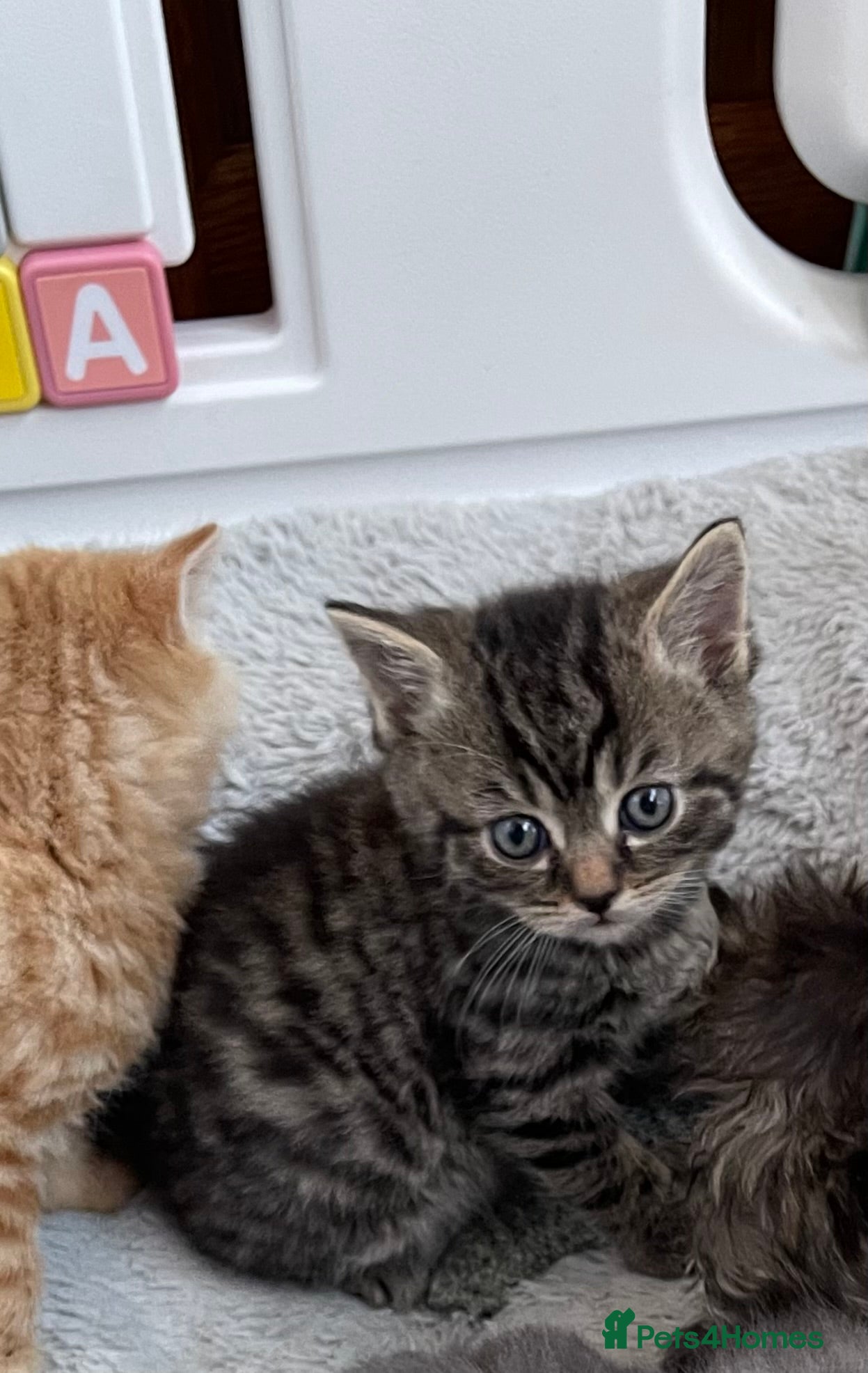 Mixed Breed cats Adorable Persian x Ragdoll x Tabby kittens - Advert 19