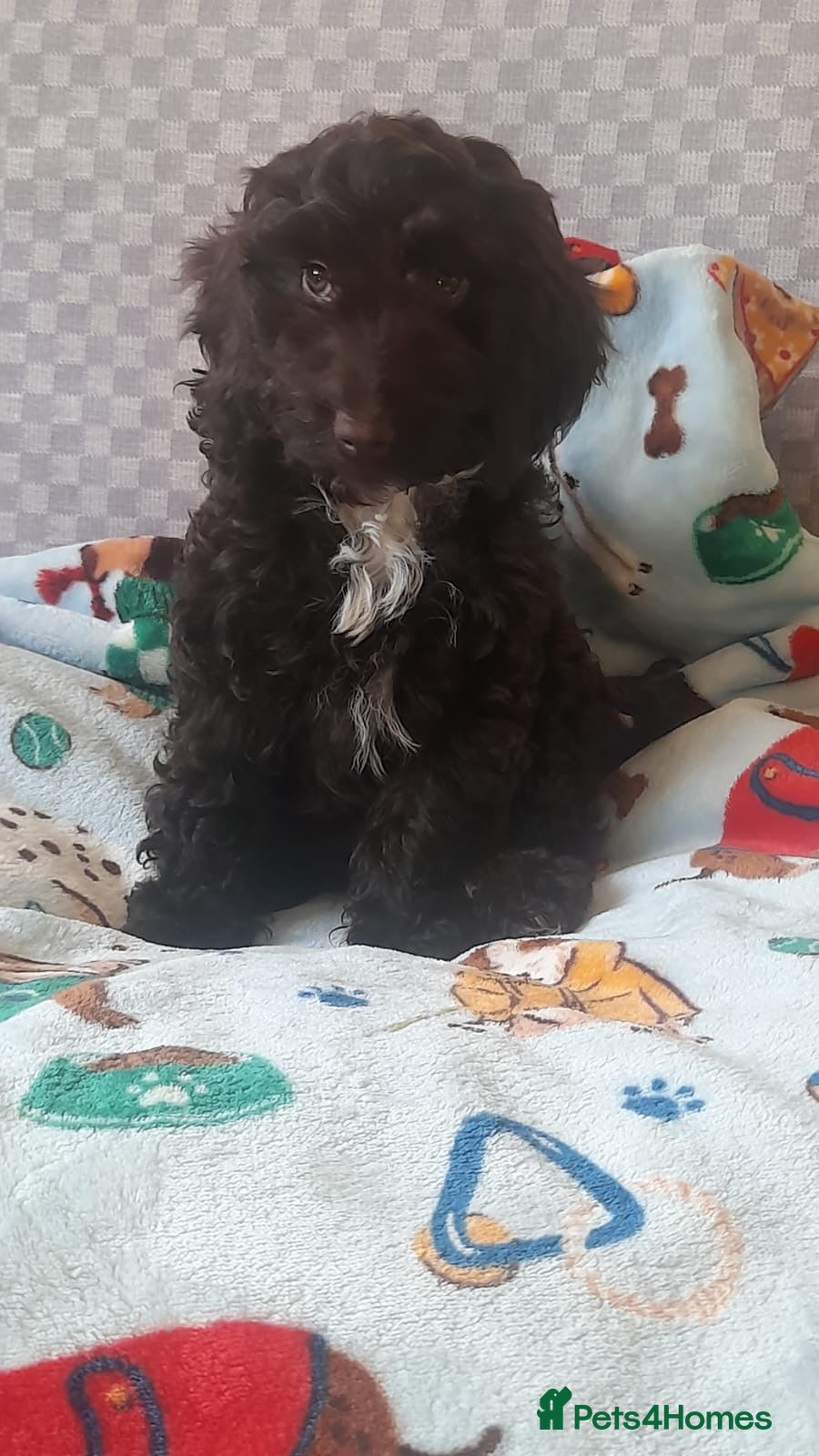 Cockapoo dogs Most Beautiful  F1 Cockapoo Puppy - Advert 15