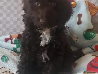 Cockapoo dogs Most Beautiful F1 Cockapoo Puppy - Advert 15