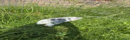 Mini Lop rabbits for sale: Mini lop buck  - Advert 4