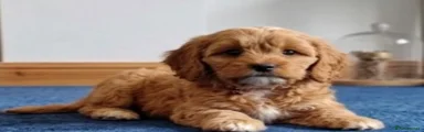 Cavapoo 4