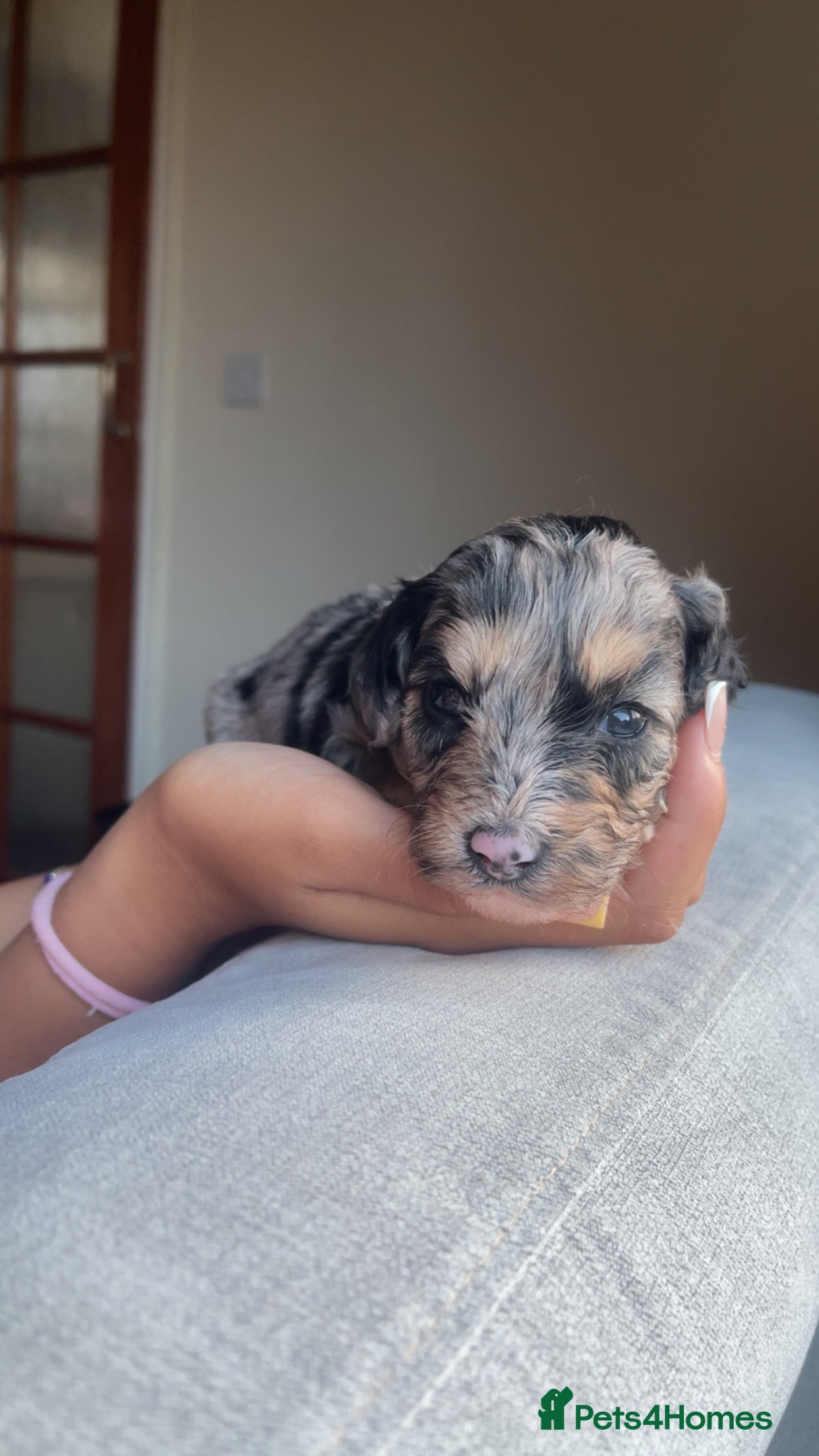 Mixed Breed dogs Beautiful Cavapoochon x cockapoo Puppies  - Advert 2