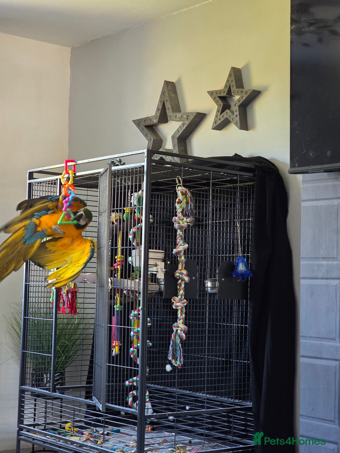 Macaws birds for sale: Blue and gold macaw - Image 2