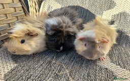 Guinea Pig rodents for sale: 3 Handsome male baby guinea pigs. - Image 5