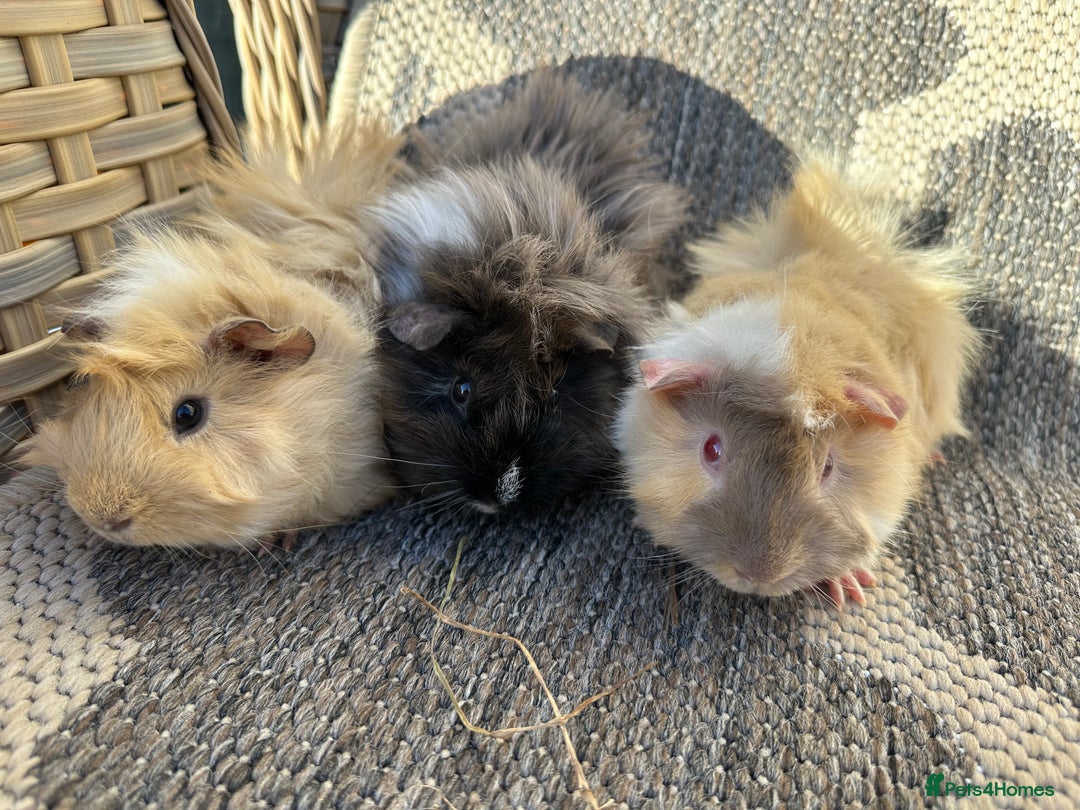 Guinea Pig rodents for sale: 3 Handsome male baby guinea pigs. - Image 5
