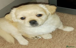Maltipoo dogs for sale: Maltipoo - Image 15