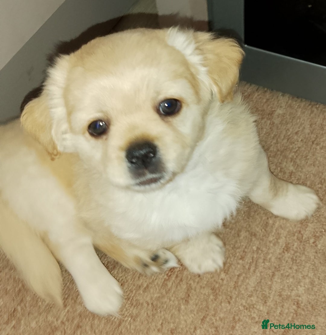 Maltipoo dogs for sale: Maltipoo - Image 15